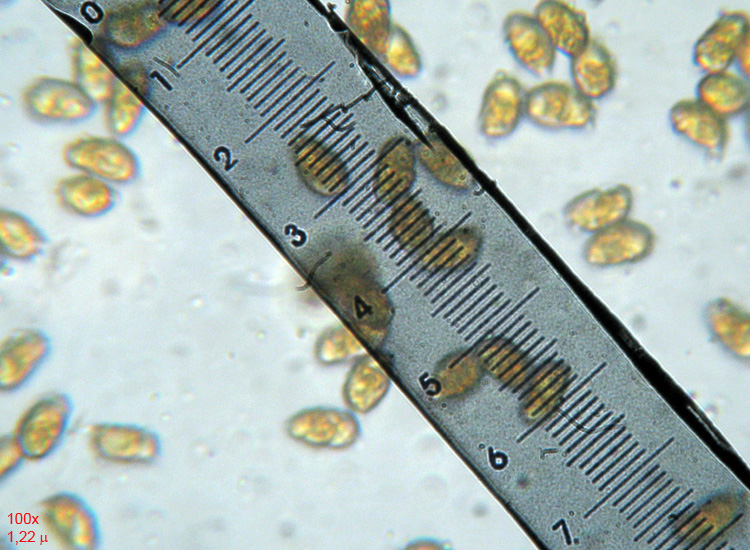 Mycena dal lungo gambo con micro delle spore